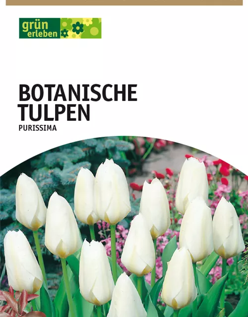 Botanische Tulpen