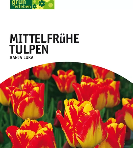 Darwin Hybrid-Tulpen