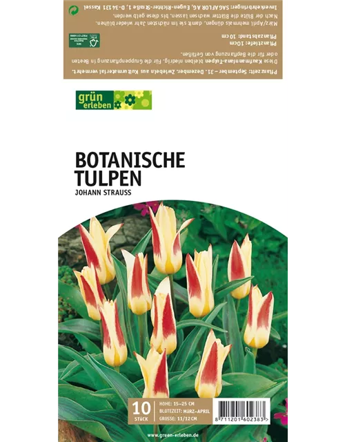 Botanische Kaufmanniana Tulpen