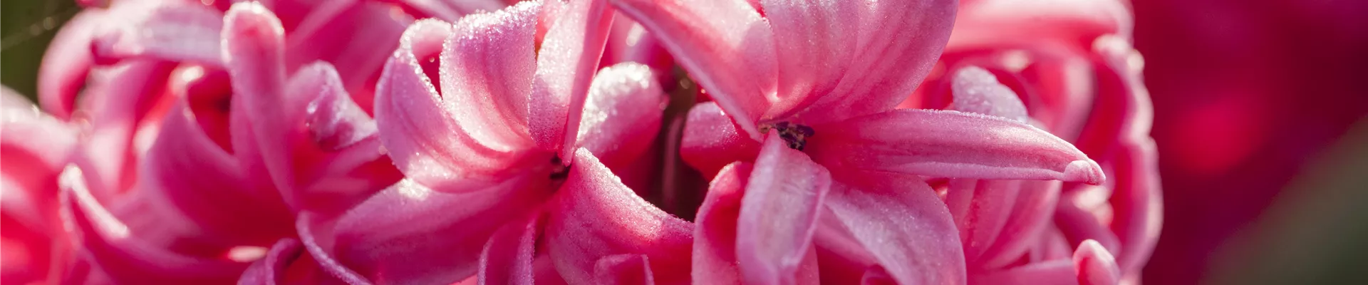 Hyacinthus orientalis 'Jan Bos'