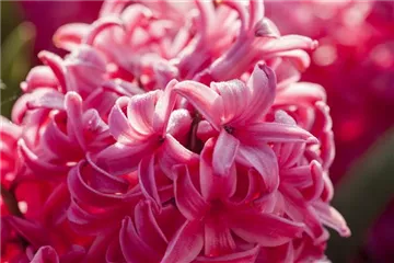 PFLANZIDEEN: FRüHLINGSBLüHER