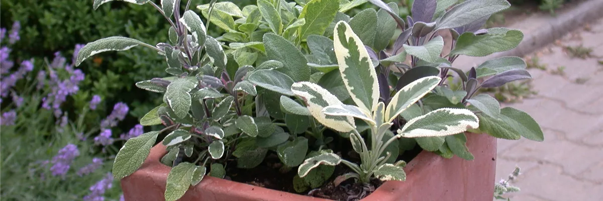 Salvia officinalis, zweifarbig