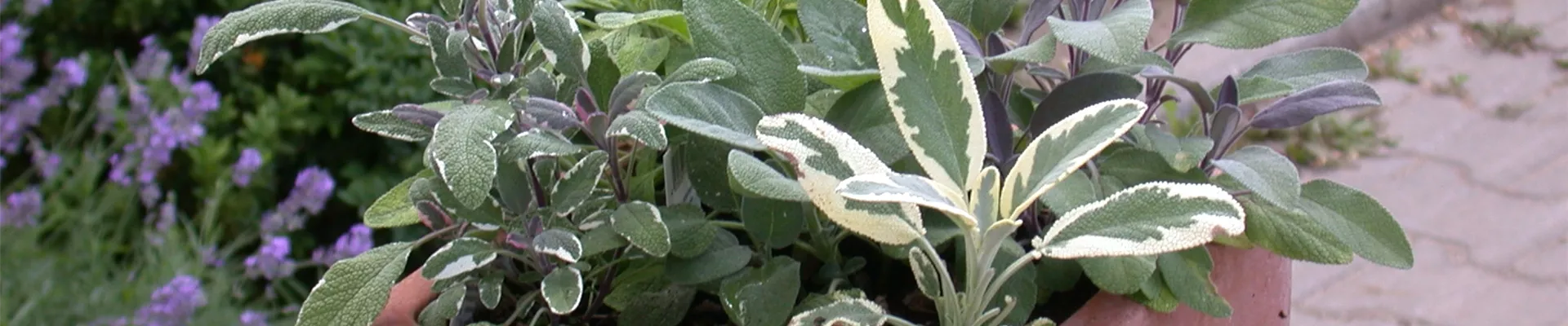 Salvia officinalis, zweifarbig