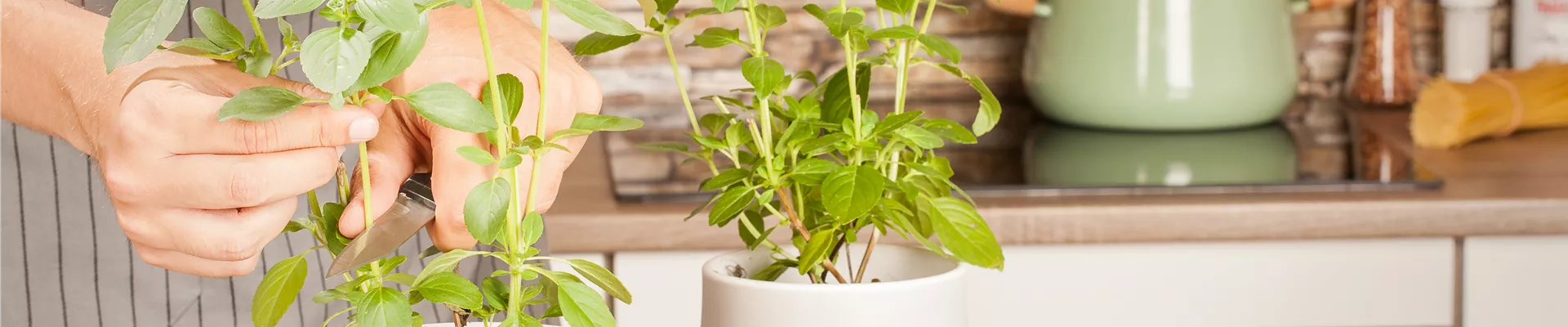 Kräuterküche mit Person