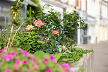 ROSEN FüR DEN KüBEL ROSEN FüR DEN KüBEL