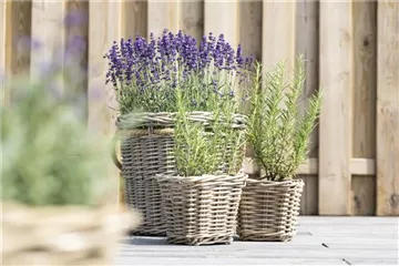 LAVENDEL!