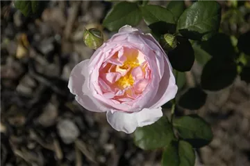 WIE GEHT... ROSEN üBERWINTERN? WIE GEHT... ROSEN üBERWINTERN?