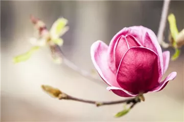 WIE GEHT... STRäUCHER PFLANZEN?