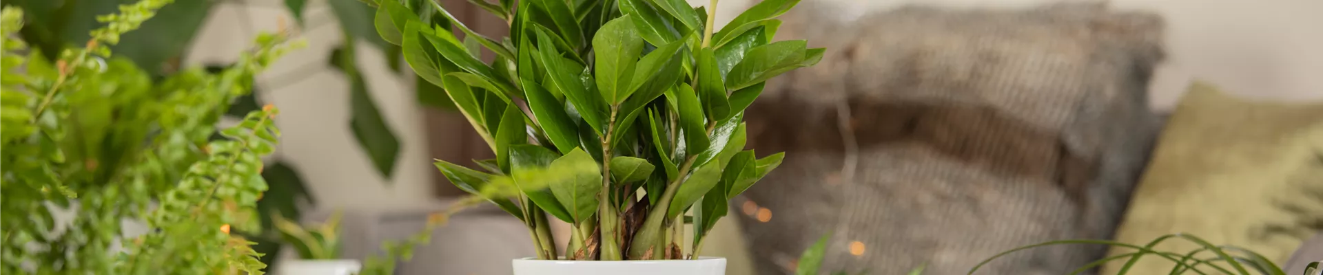 Zamioculcas zamiifolia