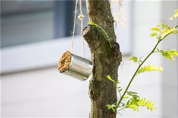 WIE GEHT... INSEKTENHOTEL?