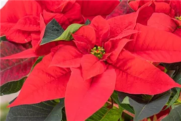 ZAUBERHAFTE WEIHNACHTSSTERNE!