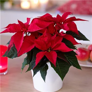 ZAUBERHAFTE WEIHNACHTSSTERNE!