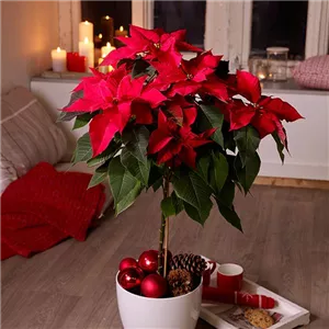 ZAUBERHAFTE WEIHNACHTSSTERNE!