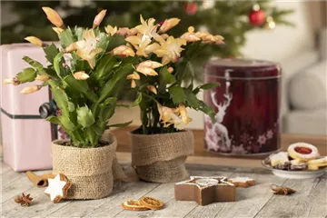 ZIMMERPFLANZEN FÜR DEIN ZUHAUSE