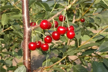 WIE GEHT... OBSTPFLANZE?