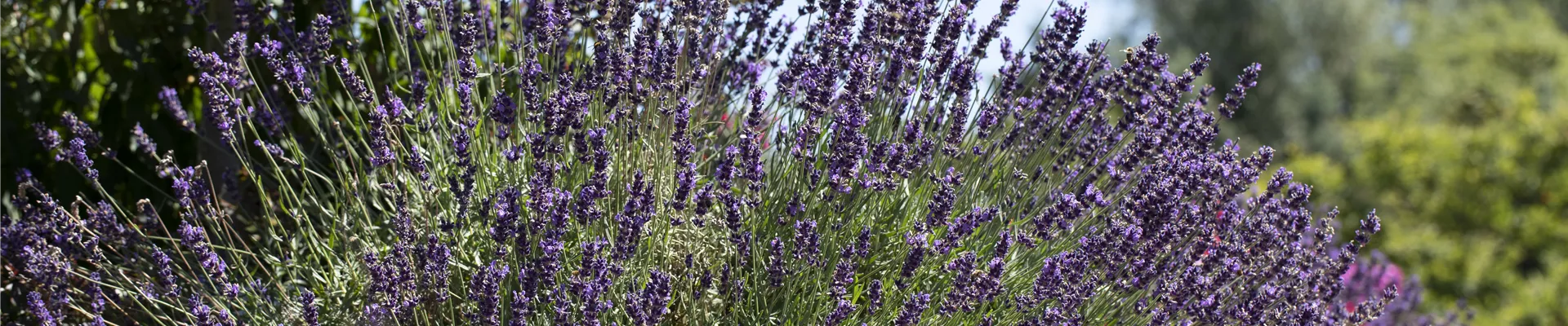 Lavandula angustifolia