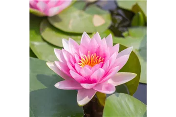 WASSERGARTEN!