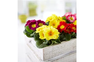 APRIL, APRIL – DER MACHT WAS ER WILL!