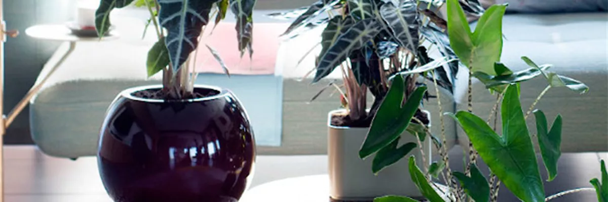 IN DIE TöPFE, FERTIG, LOS!