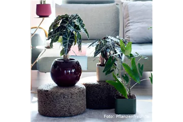 IN DIE TöPFE, FERTIG, LOS! IN DIE TöPFE, FERTIG, LOS!