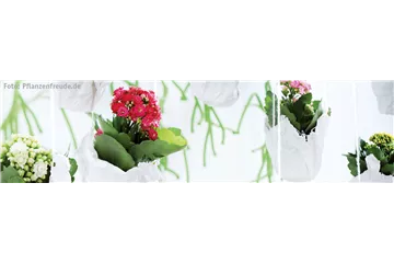 FüR DIE BESTE! FüR DIE BESTE!