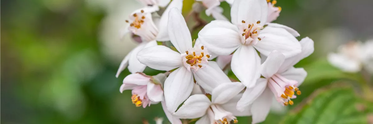 Deutzia x hybrida 'Mont Rose'