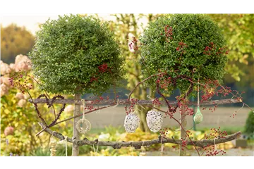 LECKERBISSEN FüR VöGEL LECKERBISSEN FüR VöGEL