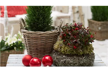 IMMERGRüNE OUTDOORSTARS