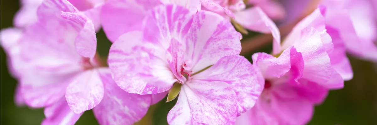 Pelargonium zonale