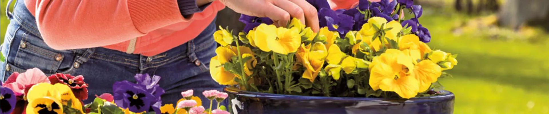 BUNTE FRÜHLINGSBLÜHER FÜR DRAUßEN 