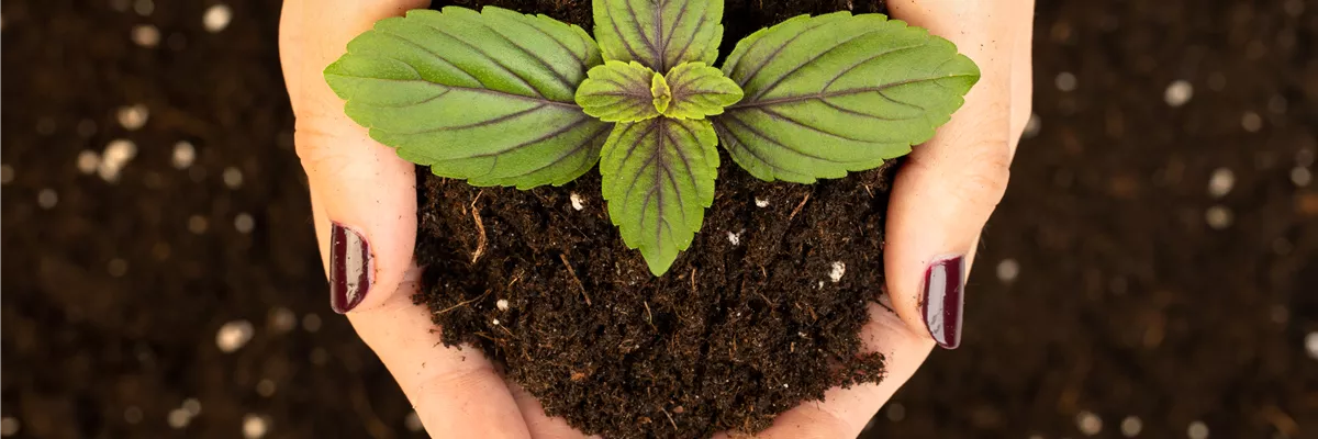 Anzucht- und Kräutererde