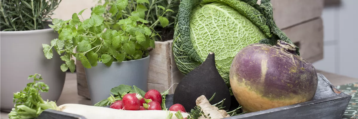 Brassica oleracea var. capitata var. sabauda