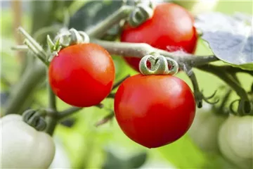 ROTES GEMüSE IST BESONDERS GESUND!