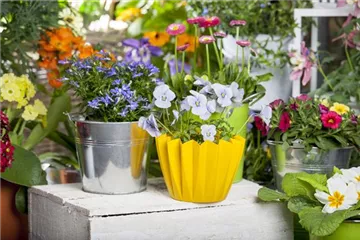 FRüHLING AUF DEM BALKON