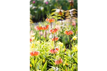 ZWIEBELN, KNOLLEN & CO.