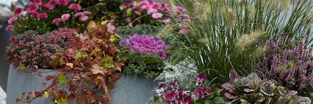 PFLANZ DIR GUTE HERBSTLAUNE!