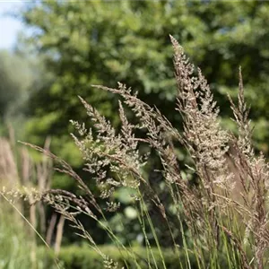 WIE GRäSER DEN GARTEN AUFWERTEN!