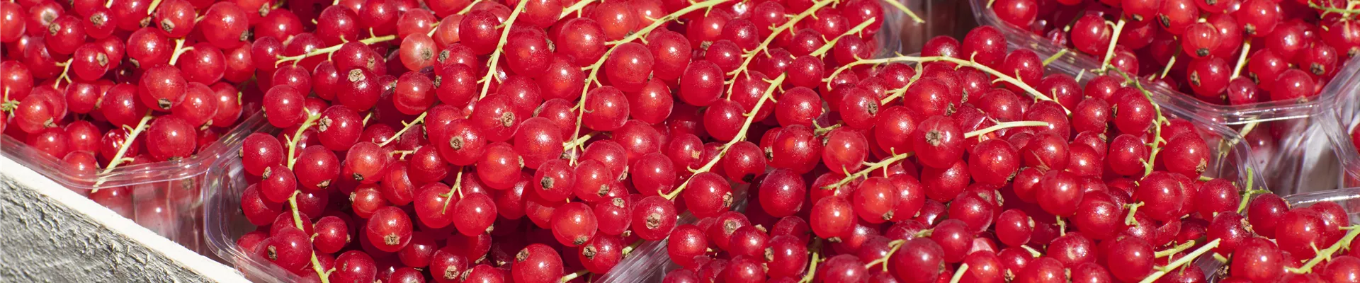 Ribes rubrum