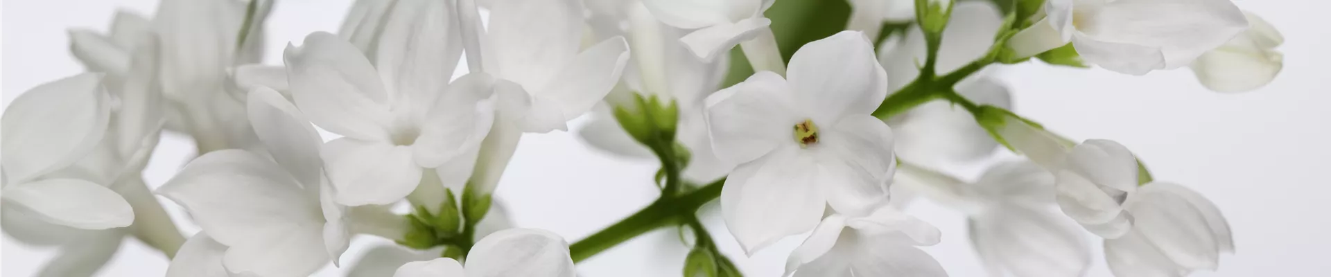 Syringa
