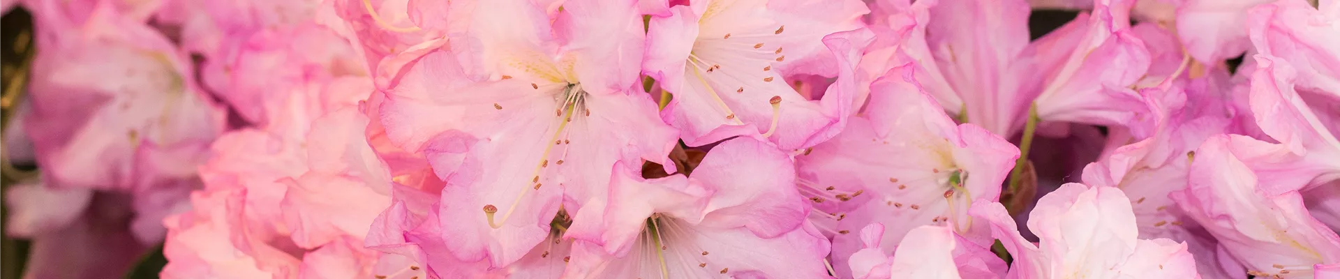 Rhododendron, duft