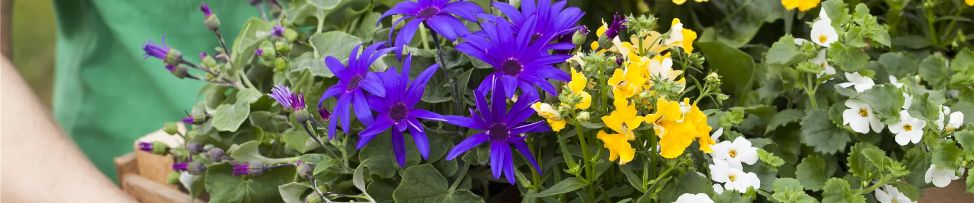 Sommerblumen Mix