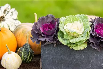 MUST-HAVES FÜR DEN HERBST!