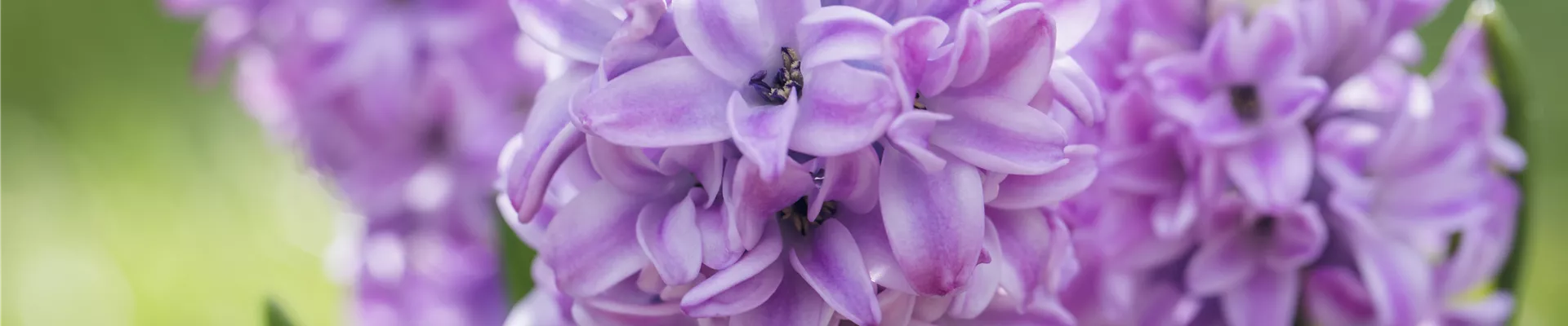 Fruehling