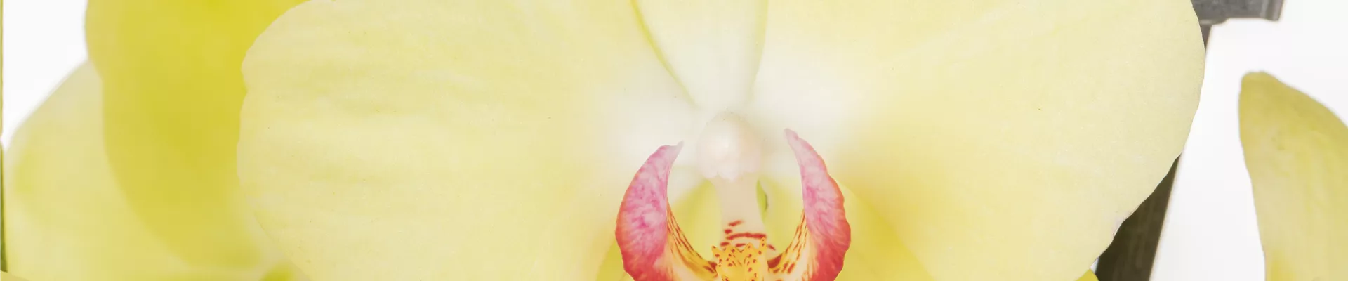 Phalaenopsis, gelb