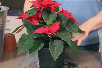 Weihnachtsstern - Einpflanzen in ein Gefäß