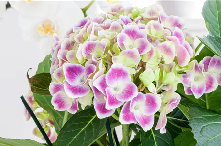 Zimmerhortensie