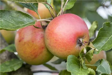 WIE GEHT... OBSTGEHöLZE PFLANZEN? WIE GEHT... OBSTGEHöLZE PFLANZEN?