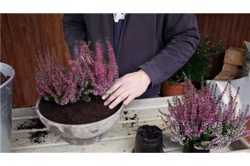 KNOSPENHEIDE - EINPFLANZEN IN EIN GEFÄSS KNOSPENHEIDE - EINPFLANZEN IN EIN GEFÄSS