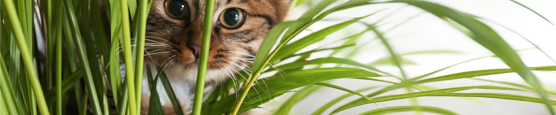 TIERFREUNDLICHE PFLANZEN FüR ALLE FELLNASEN!