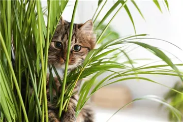 TIERFREUNDLICHE PFLANZEN FüR ALLE FELLNASEN!